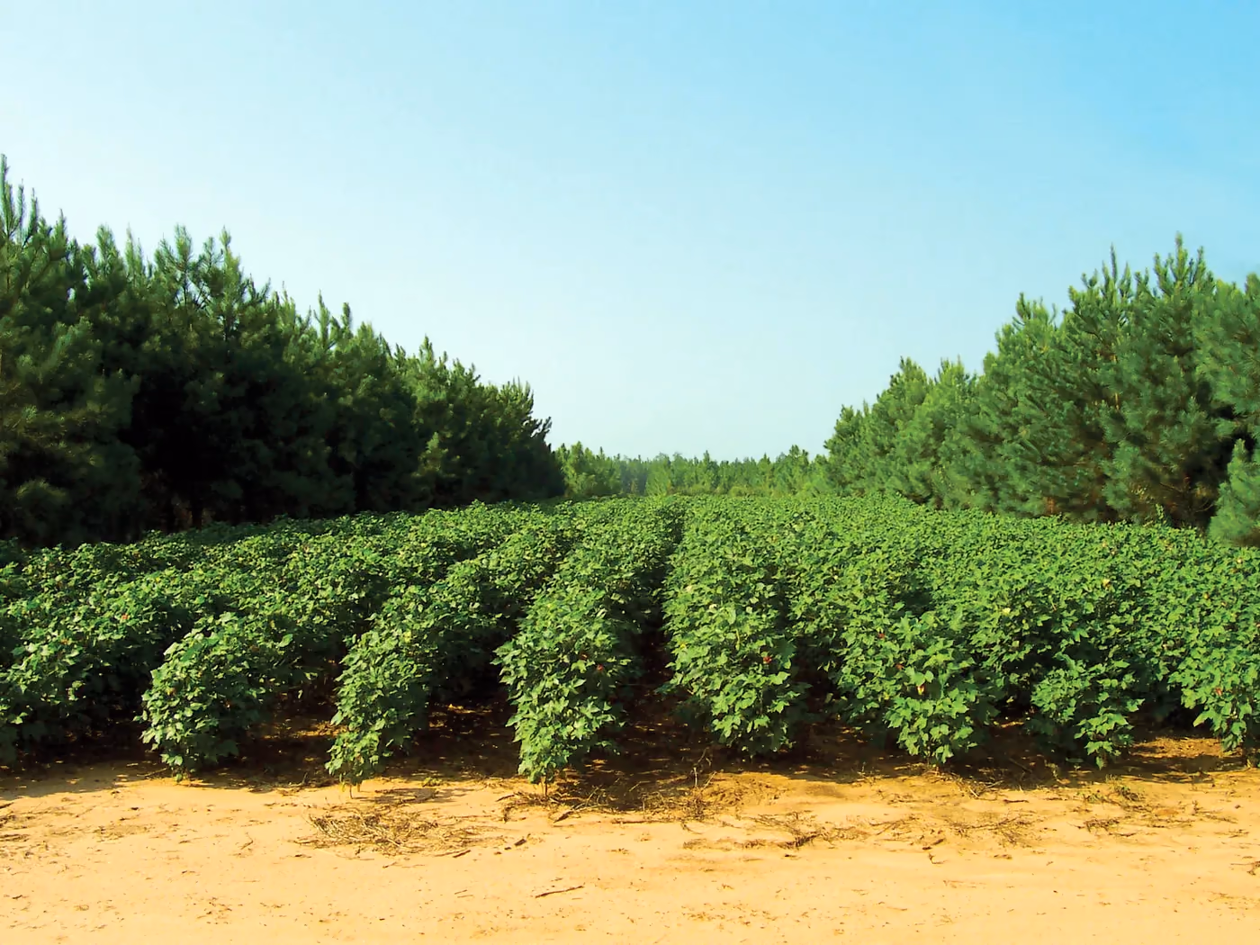 Cotton grown in alleys between rows of pines (agroforestry).