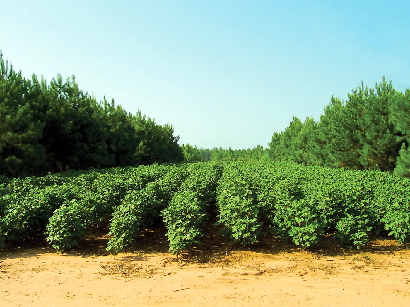 Du coton cultivé en couloirs entre des rangées de pins (agroforesterie).