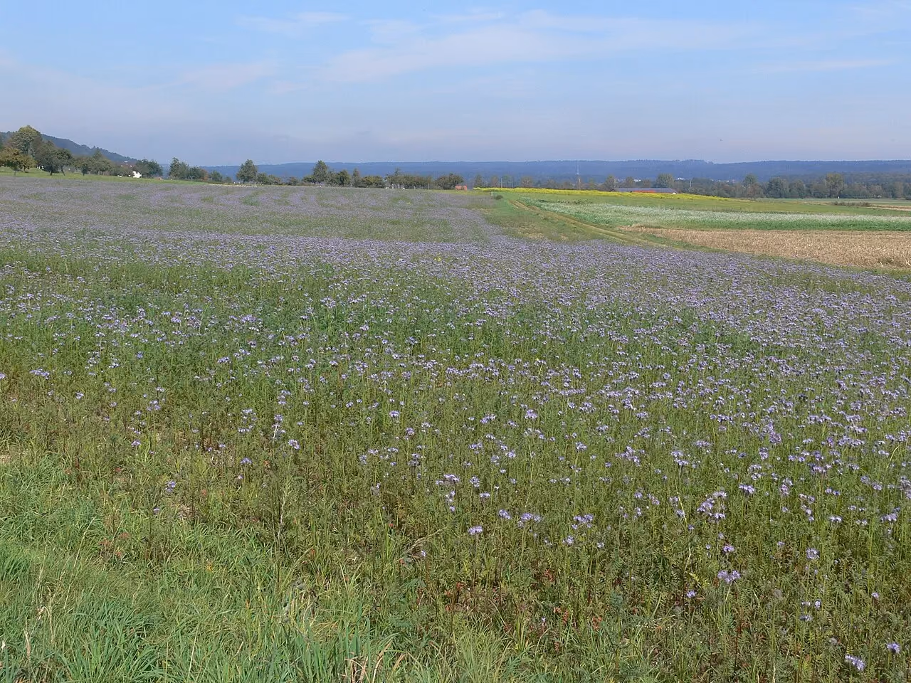 A field of flowering phacelia sown as a green manure (cover crop).