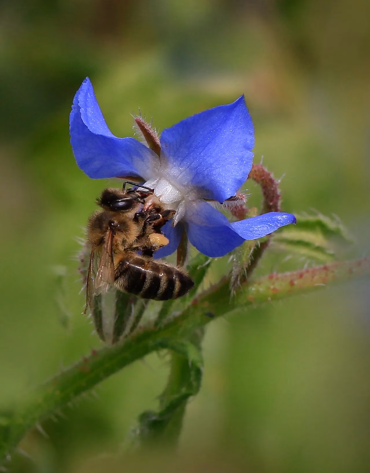 A honeybee foraging on a blue borage flower.