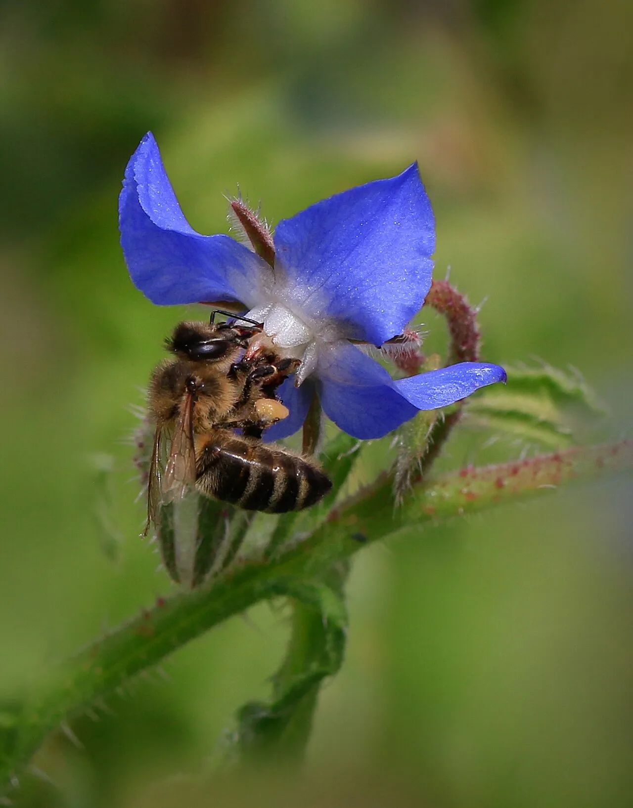 Une abeille domestique butinant une fleur bleue de bourrache.