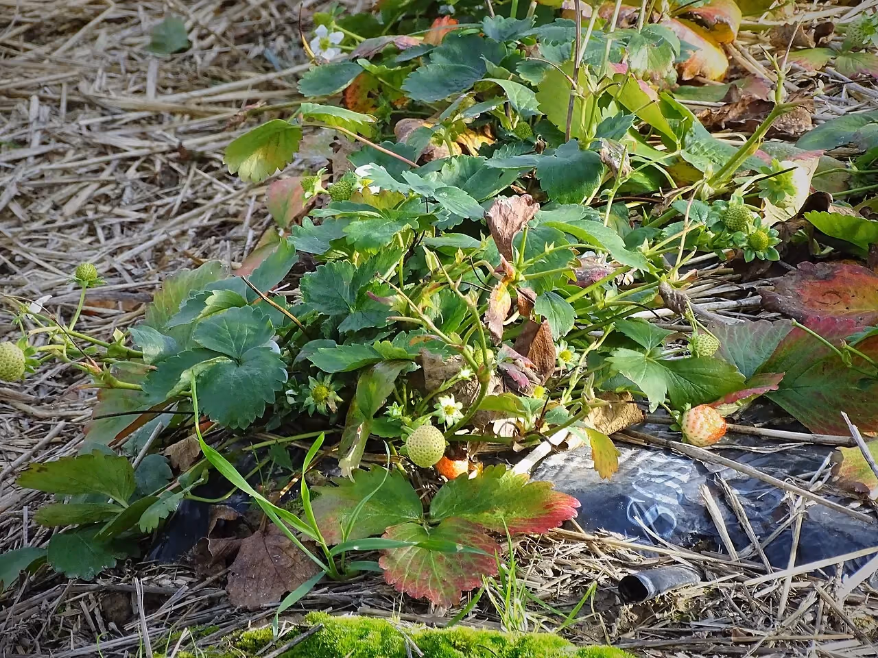 Strawberry plants surrounded by a straw mulch that covers the soil.