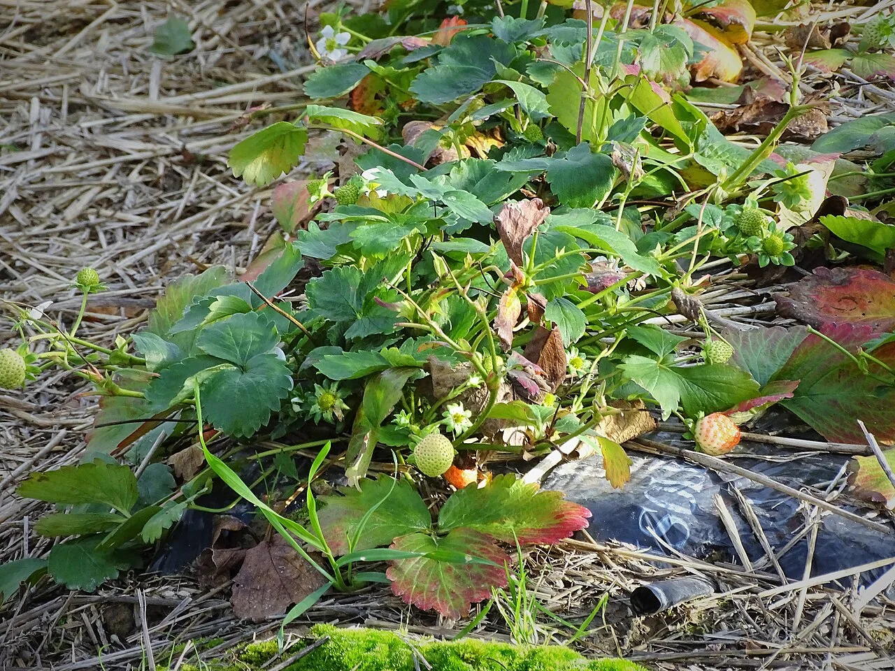 Des fraisiers entourés d'un paillage de paille qui couvre le sol.