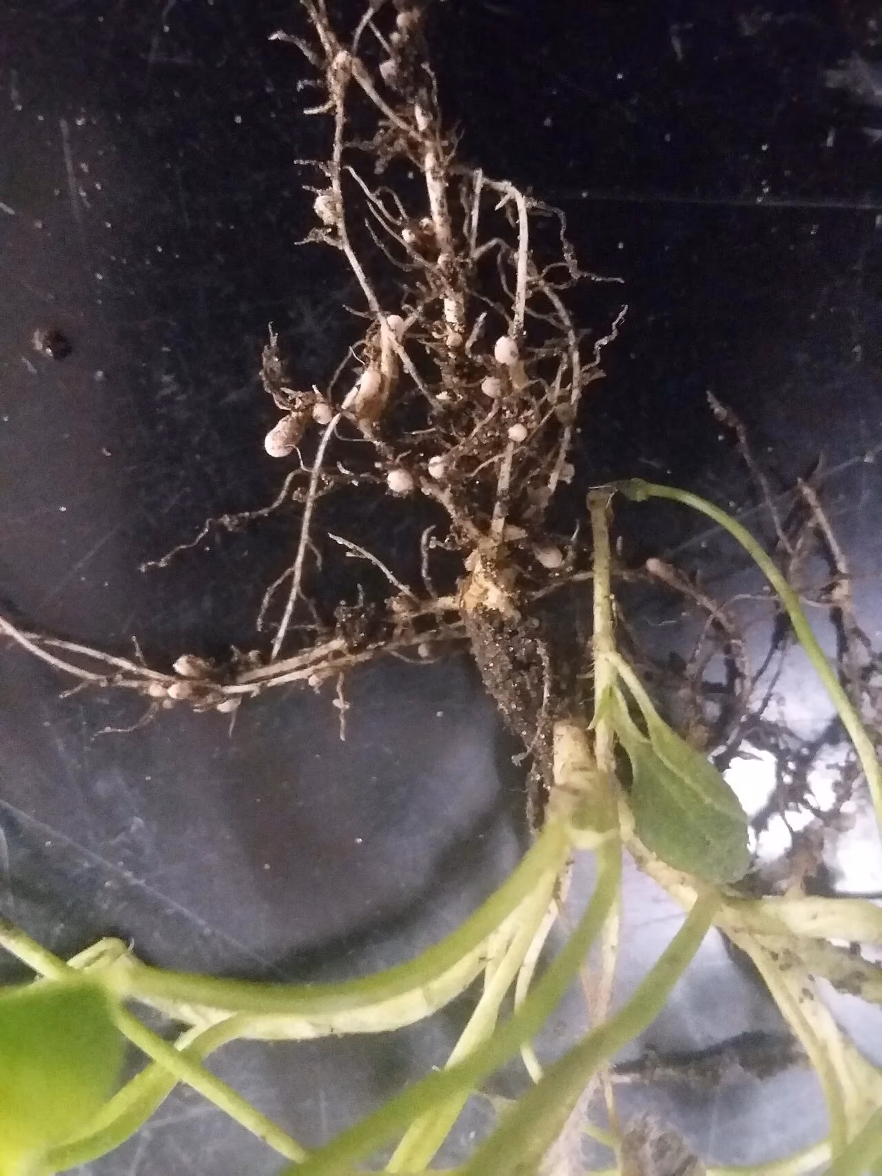 Clover roots bearing small pale nodules where Rhizobium bacteria live.