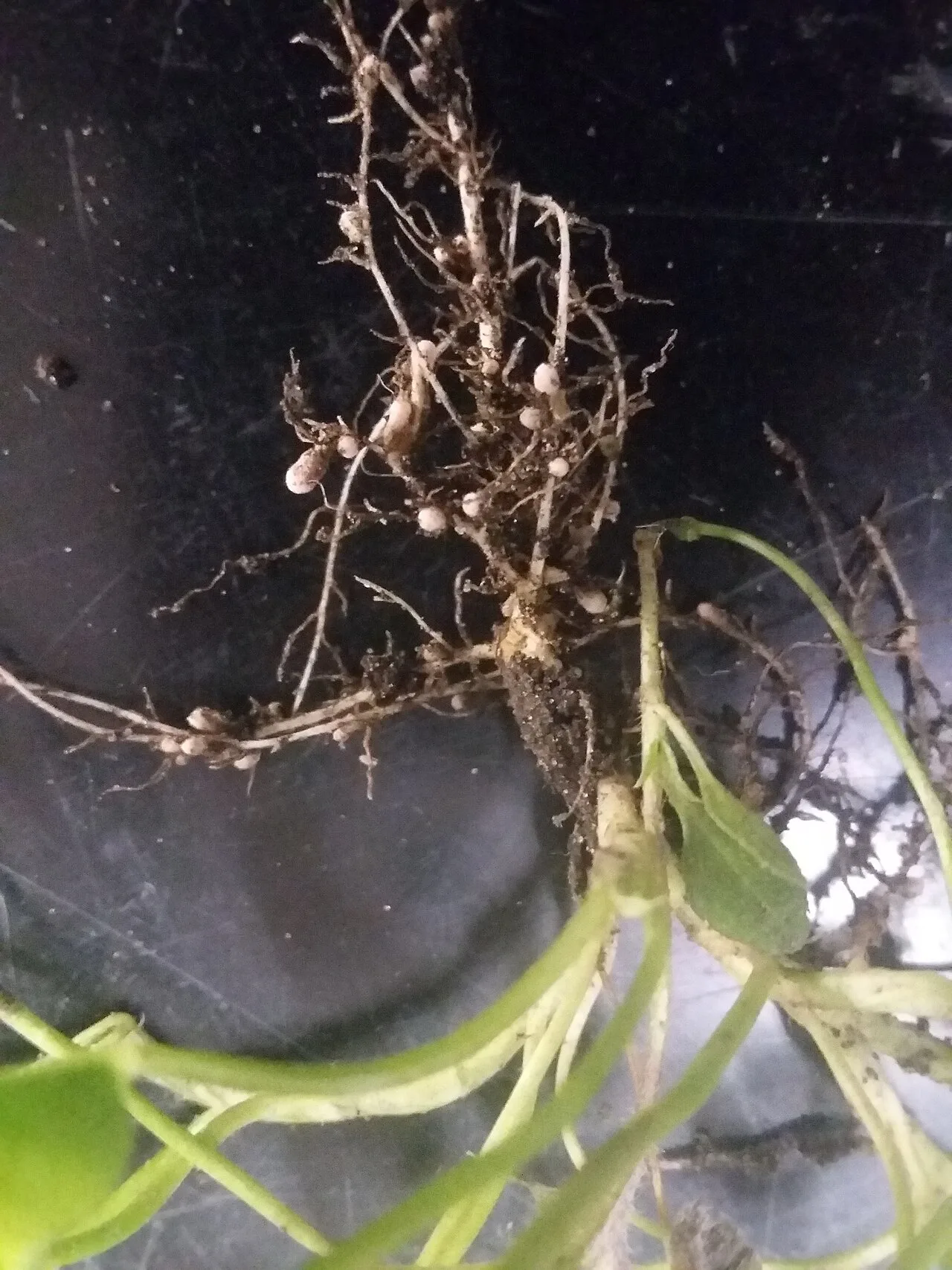 Racines de trèfle portant de petites nodosités pâles où vivent les bactéries Rhizobium.