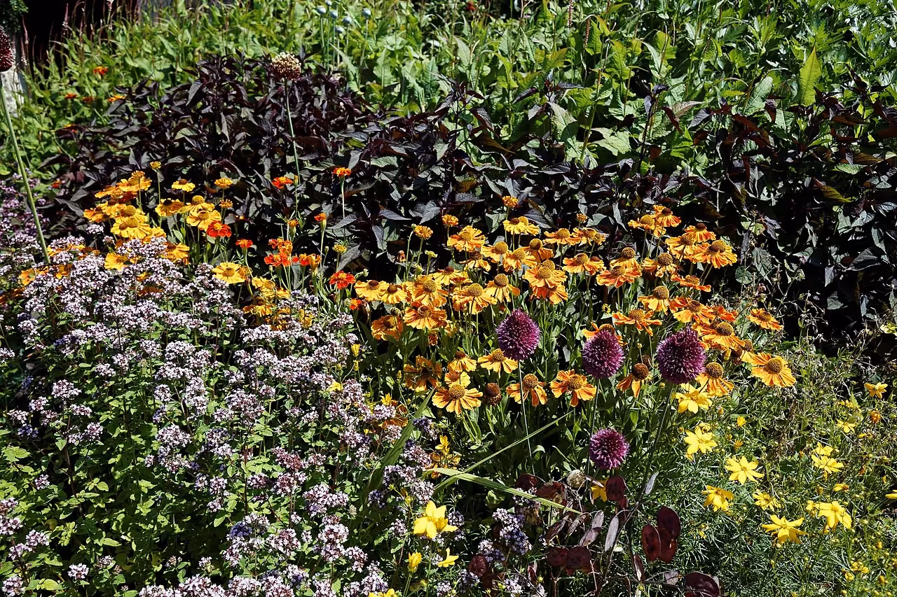 A flowering, bee-friendly garden border: orange heleniums, ornamental alliums, oregano in flower.