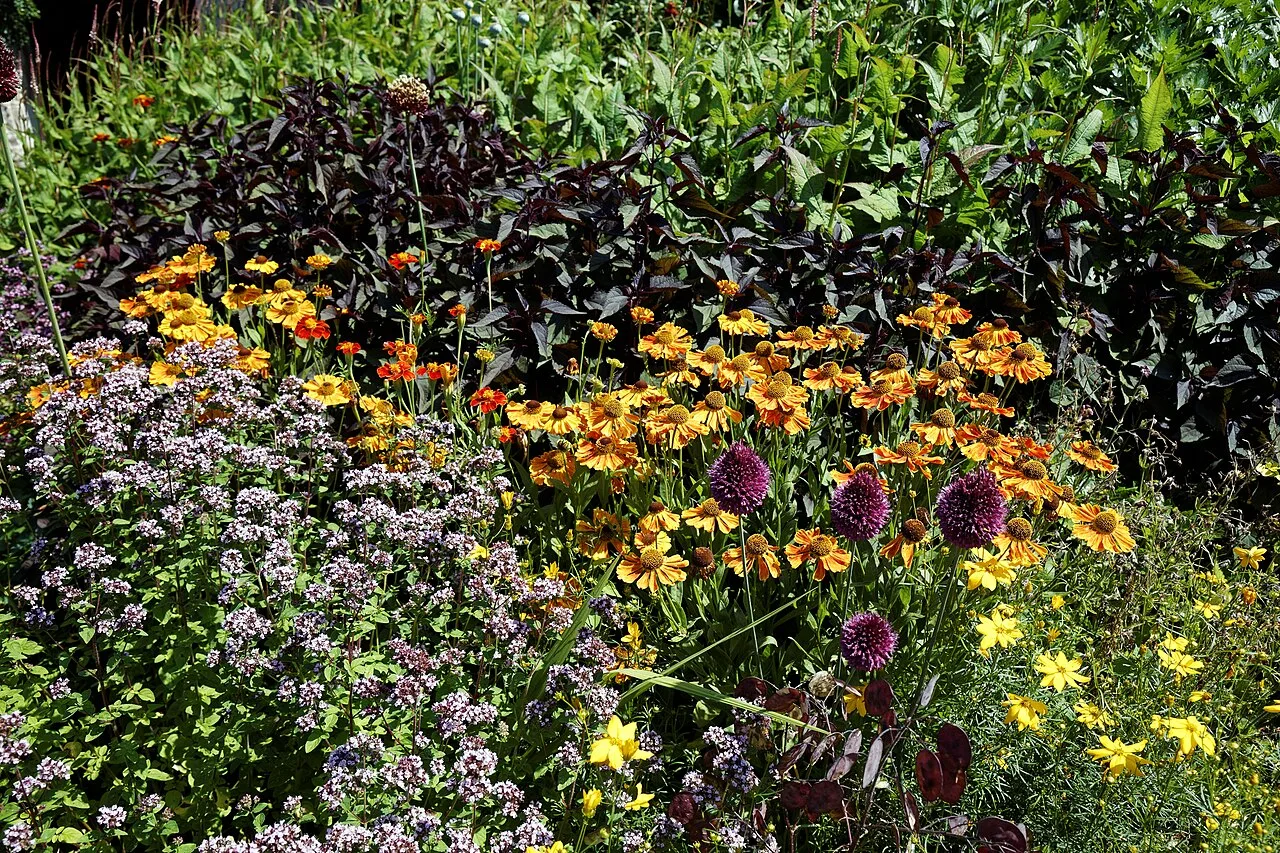 Une bordure de jardin fleurie et mellifère : héléniums orangés, aulx d'ornement, origan en fleur.