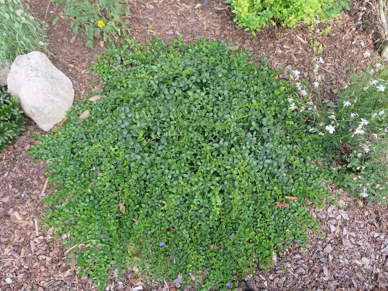 A dense carpet of lesser periwinkle (Vinca minor) covering the bare soil of a bed, between mulch and stone.