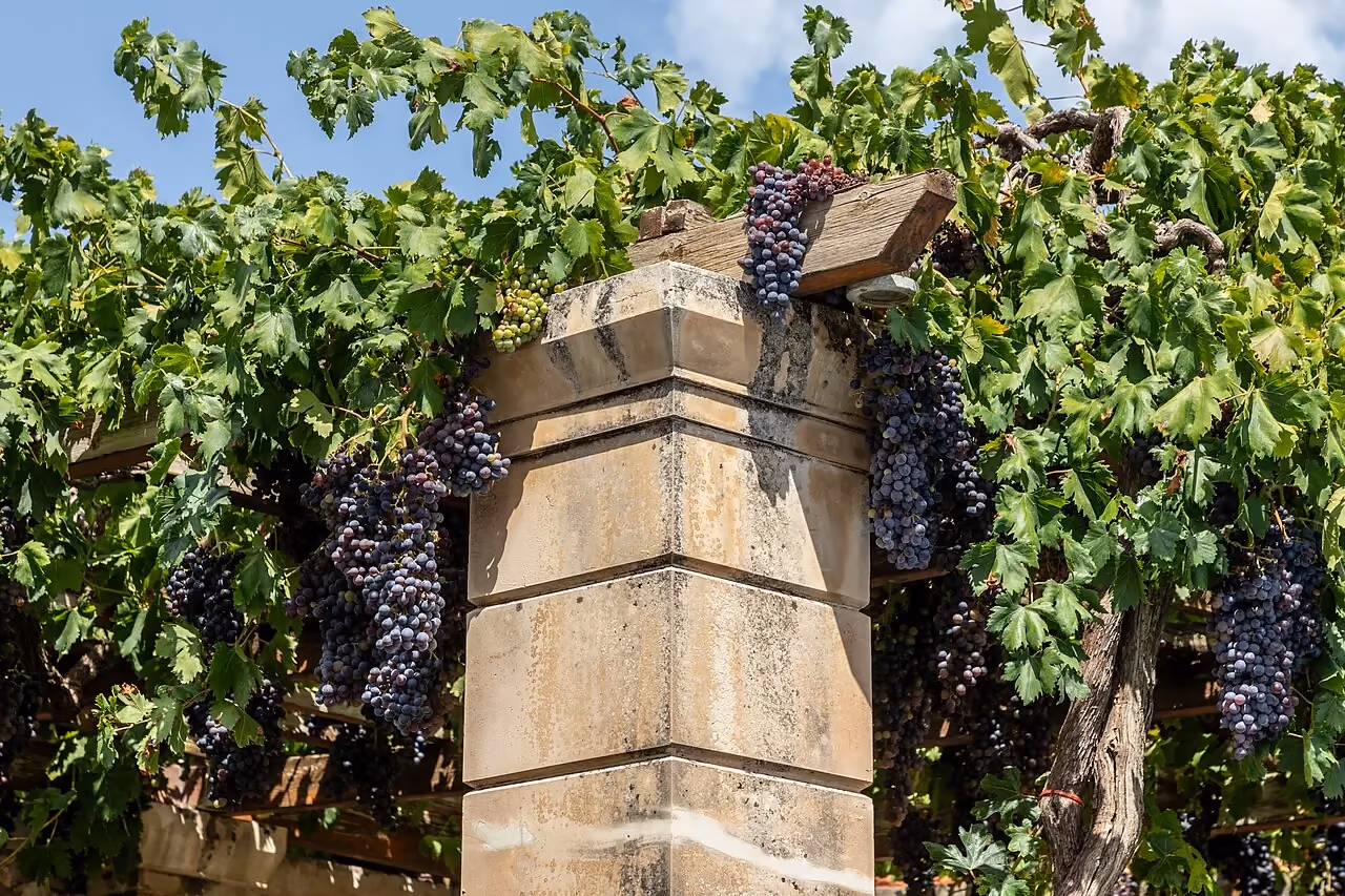 A stone and timber pergola covered by a vine laden with bunches of grapes.