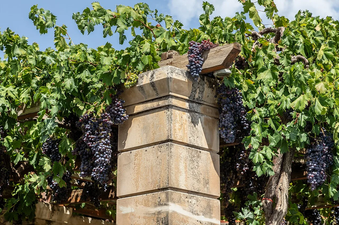 Une pergola de pierre et de bois couverte de vigne chargée de grappes de raisin.