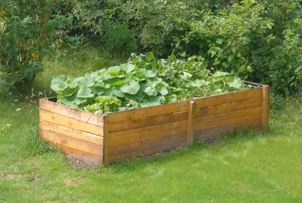 A raised wooden bed, filled with soil and planted with vegetables, standing on a lawn: the growing happens above the existing ground.
