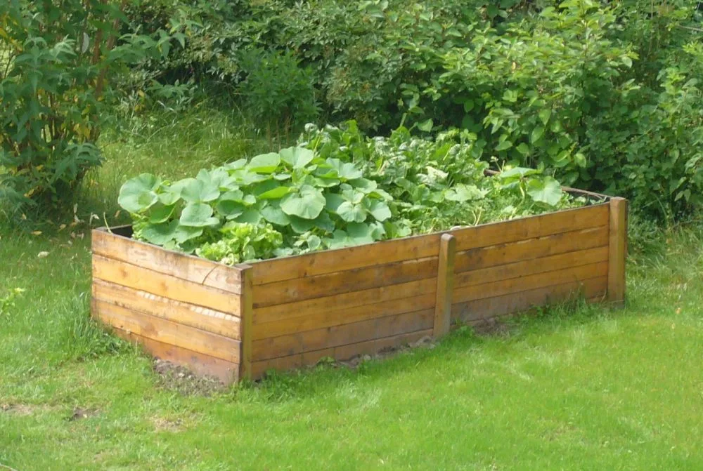 Un bac de culture surélevé en bois, rempli de terre et planté de légumes, posé sur une pelouse : on cultive au-dessus du sol en place.