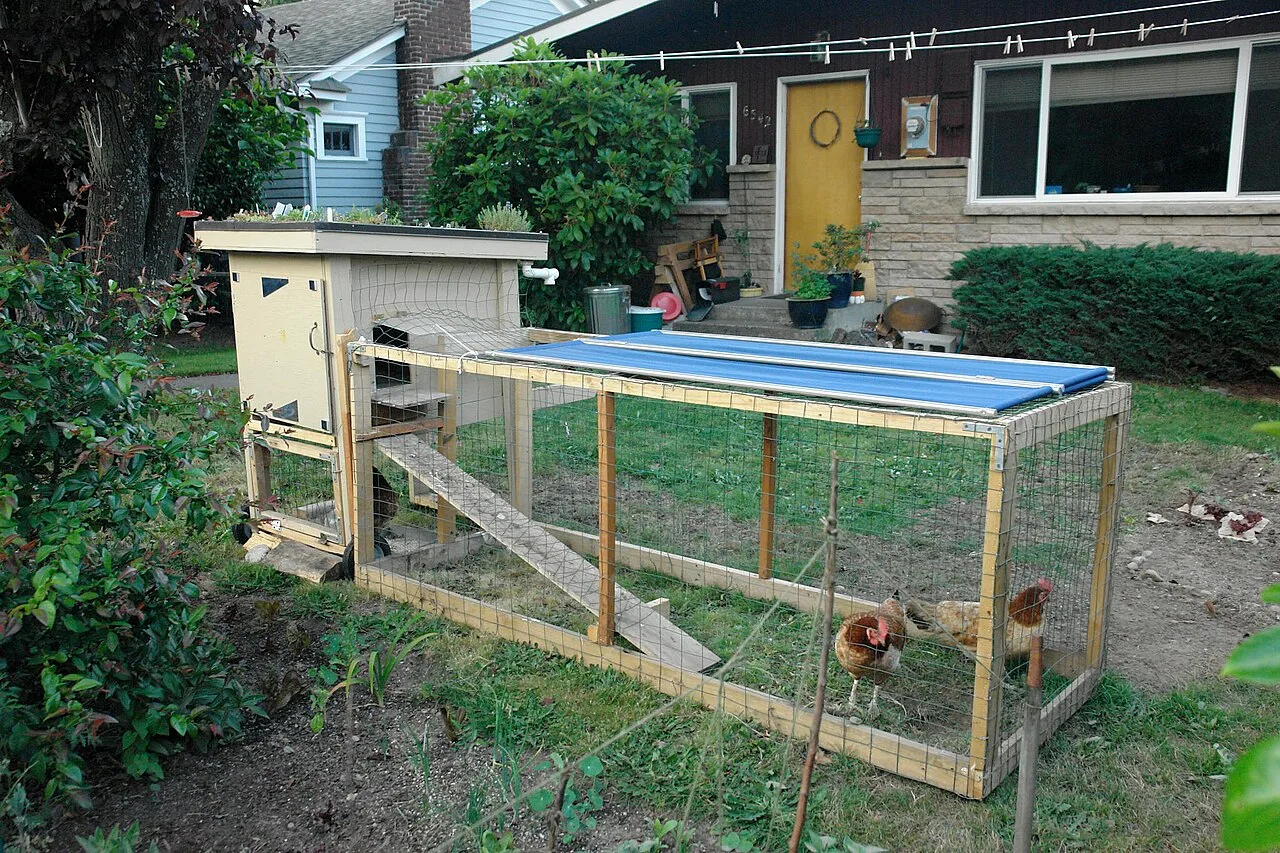 Un petit poulailler de jardin à toit végétalisé avec son enclos grillagé, où picorent deux poules.