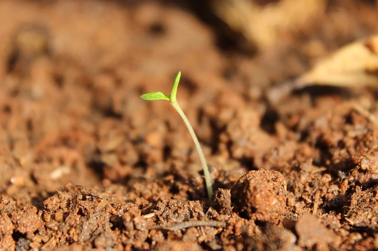 Une jeune plantule de tomate qui émerge de la terre, ses premiers cotylédons déployés.