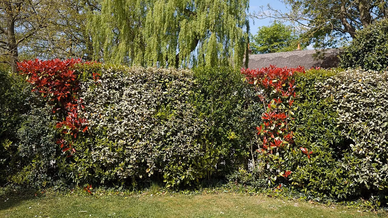 A hedge made up of several different shrubs (green, purple and variegated foliage) growing together as one hedge.