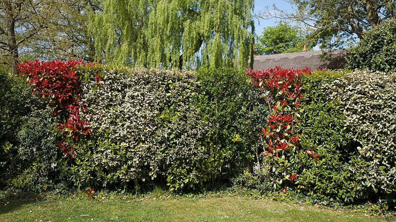 Une haie composée de plusieurs arbustes différents (feuillages verts, pourpres et panachés) formant une même haie.