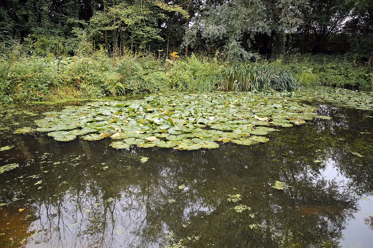 A garden pond covered in water lilies, edged with reeds and greenery.