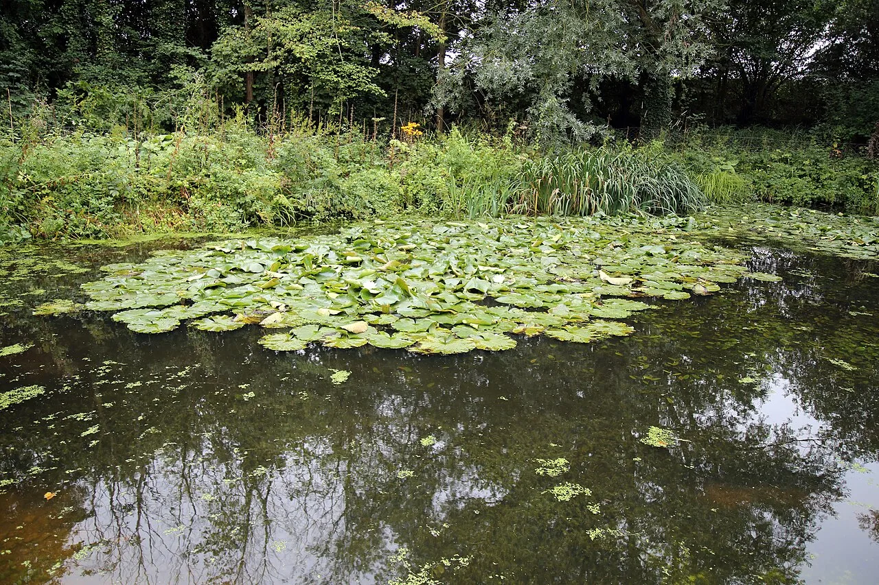 Une mare de jardin couverte de nénuphars, bordée de roseaux et de végétation.