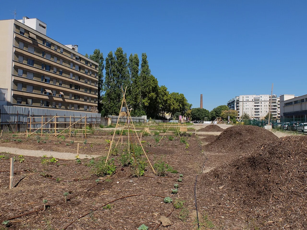 Un jardin maraîcher en pleine ville (Villeurbanne) : planches de cultures, tipis de haricots et tas de paillis, avec des immeubles en arrière-plan.