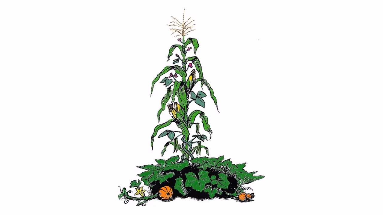 A drawing of the Three Sisters: a maize plant serves as a stake for the climbing bean (mauve flowers), and the squash carpets the ground with its pumpkins.