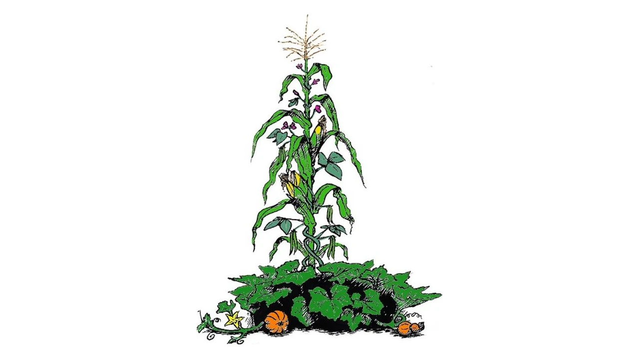 Dessin des Trois Sœurs : un plant de maïs sert de tuteur au haricot grimpant (fleurs mauves), la courge tapisse le sol avec ses potirons.