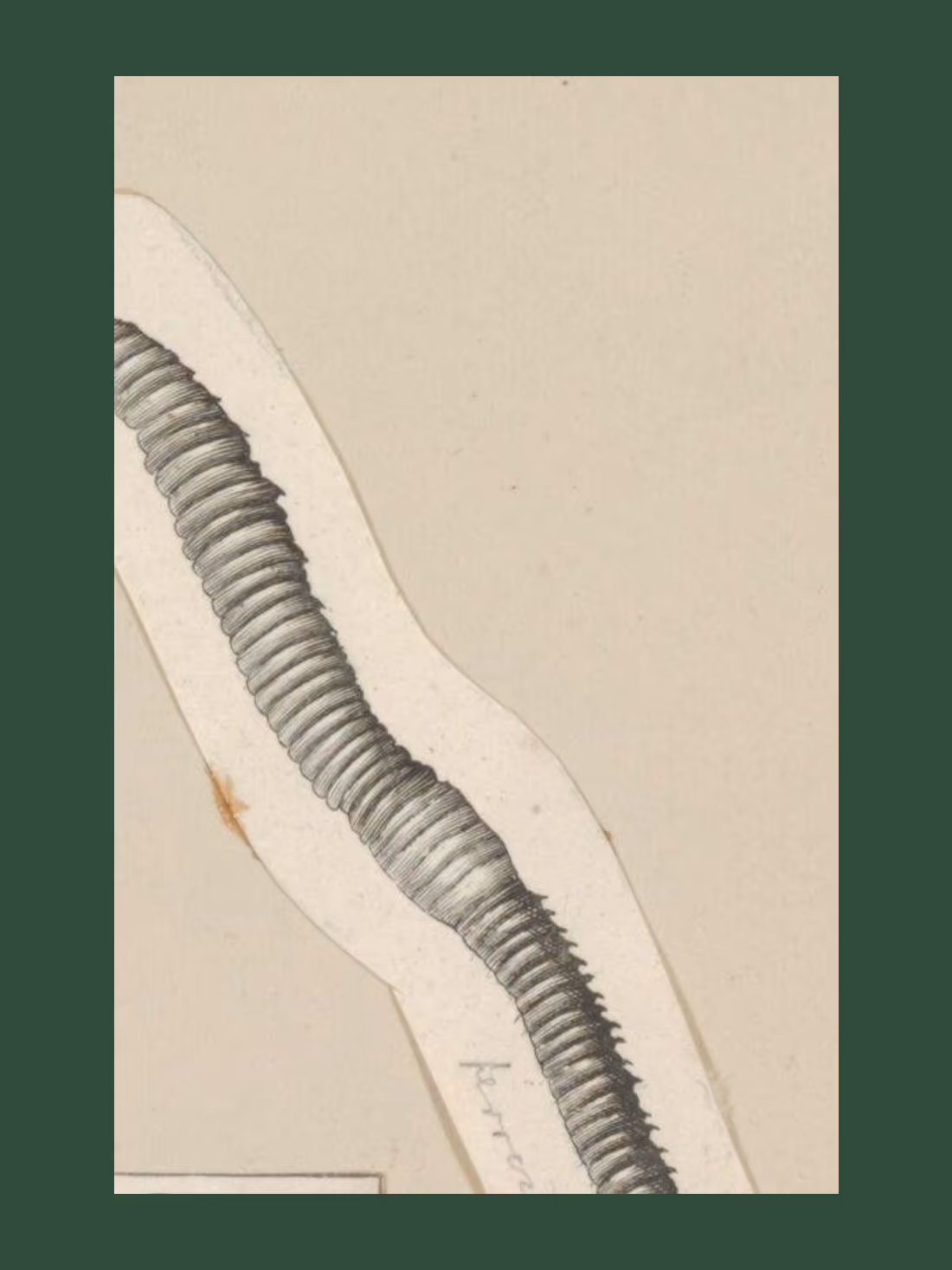 Planche zoologique ancienne d'un ver de terre (Lumbricus terrestris).