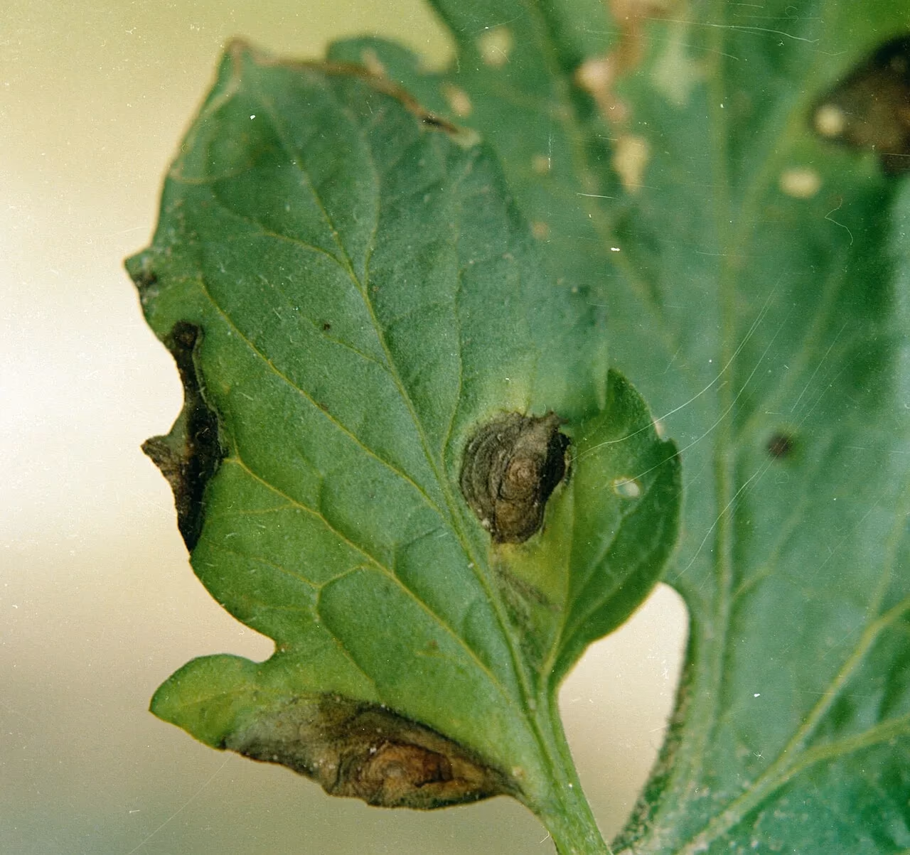 A tomato leaf marked with a brown target-like patch of concentric rings, typical of early blight.