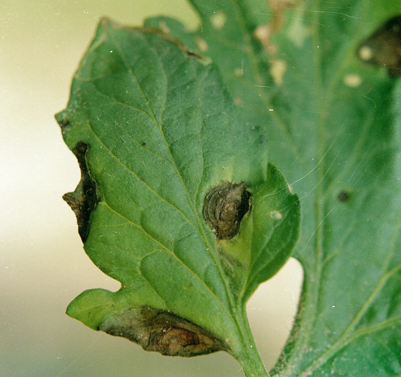 Feuille de tomate marquée d'une tache brune à anneaux concentriques (cible), typique de l'alternariose.