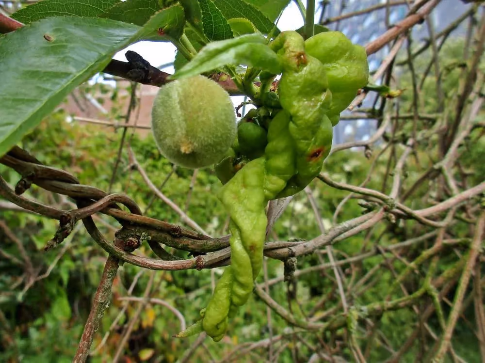 Peach leaves blistered and puckered by leaf curl, next to a young peach.