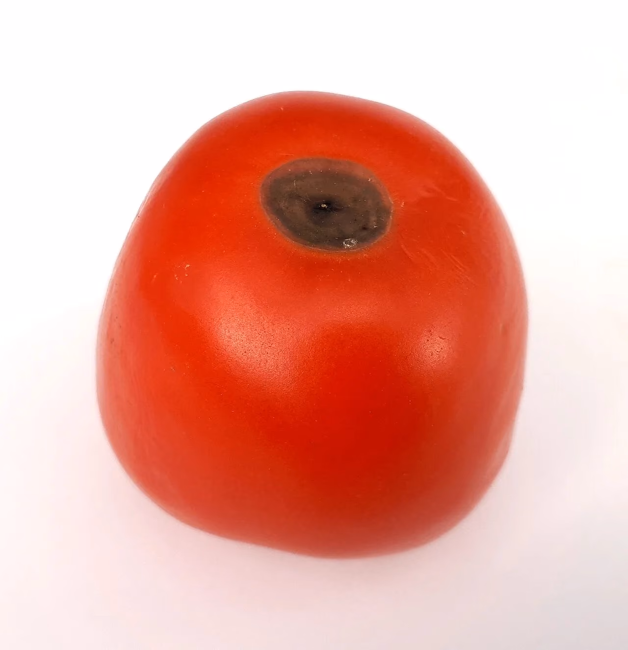 A tomato whose base has turned black, flattened and leathery (blossom end rot).