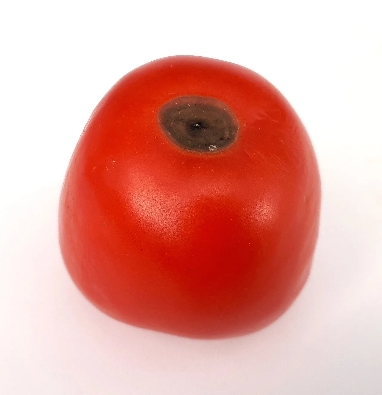 Tomate dont le fond est devenu noir, aplati et coriace (nécrose apicale / cul noir).