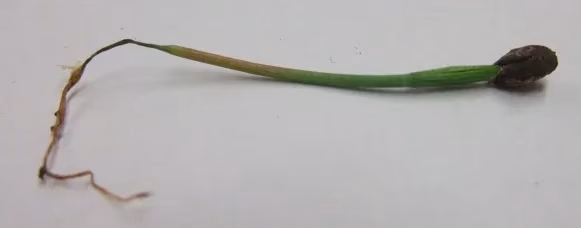 A young seedling collapsed, its stem pinched and browned at the neck (damping off).