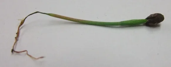 Jeune plantule effondrée dont la tige est étranglée et brunie au niveau du collet (fonte des semis).
