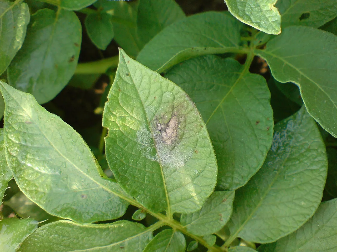 Feuille de pomme de terre atteinte de mildiou : grande tache brune huileuse bordée d'un duvet blanc-gris.