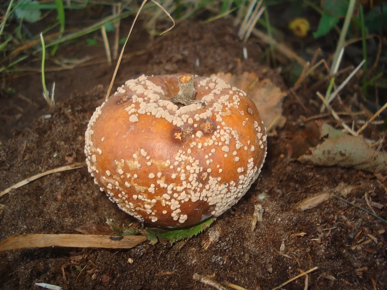 An apple in brown rot covered with beige pustules set in concentric rings (brown rot).