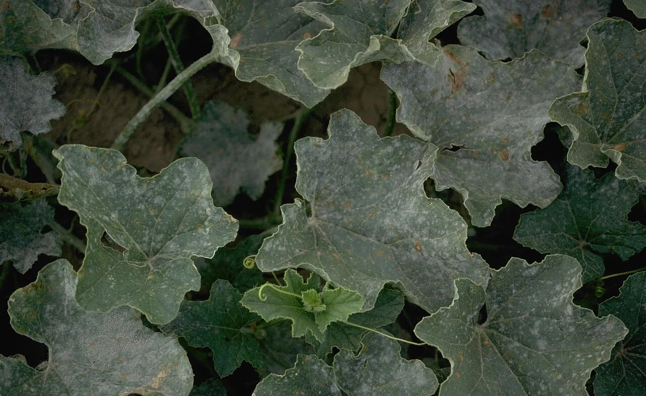 Feuilles de melon couvertes du feutrage blanc poudreux de l'oïdium.