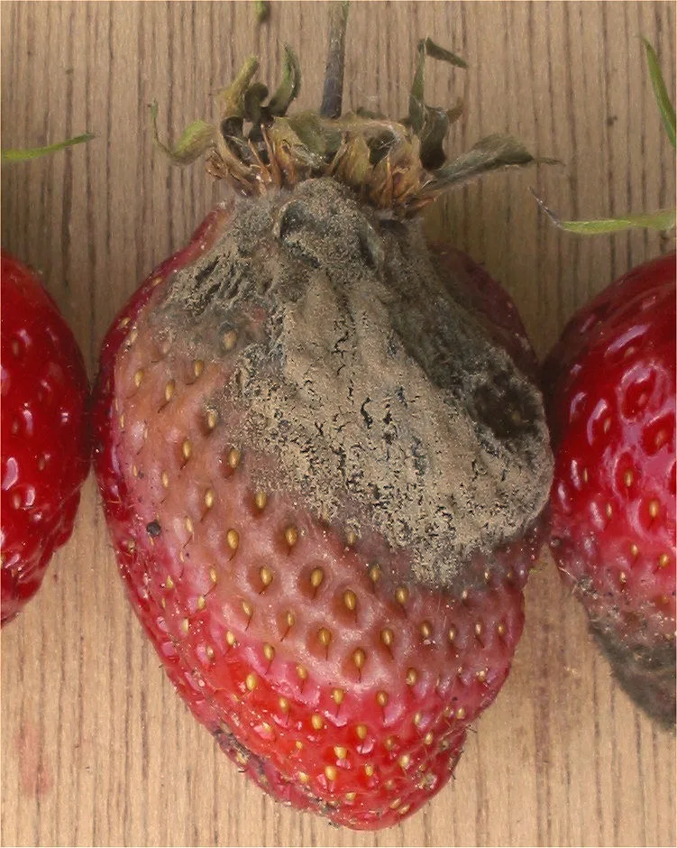 Fraise couverte du feutrage gris duveteux de la pourriture grise, entre deux fraises saines.
