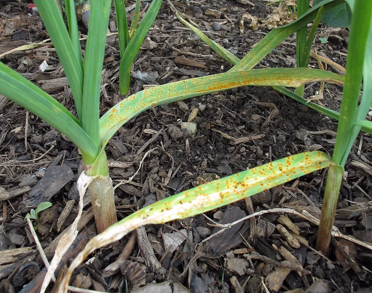 Garlic leaves speckled with orange rust pustules.