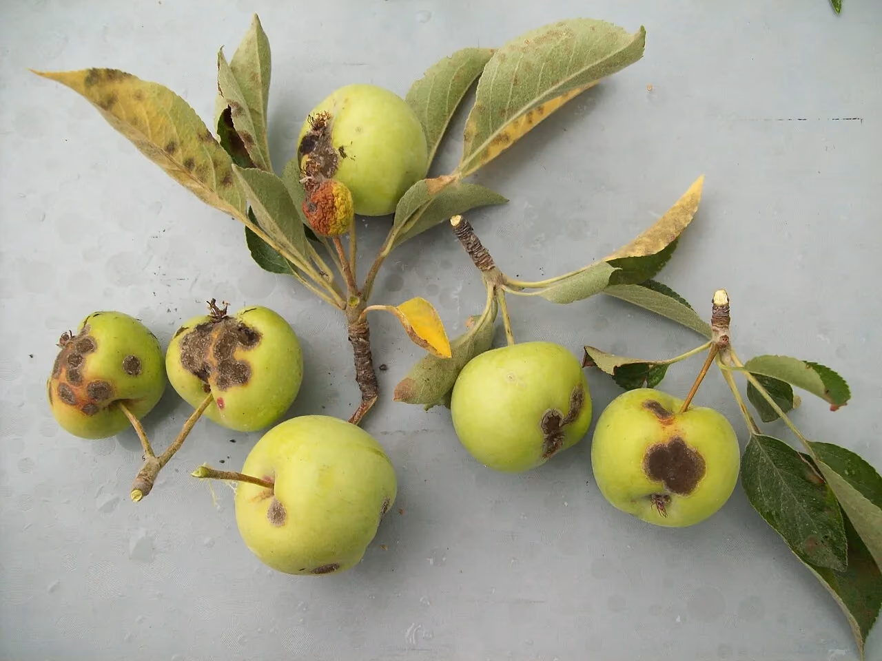 Young apples and leaves marked with the crusty brown-black spots of scab.