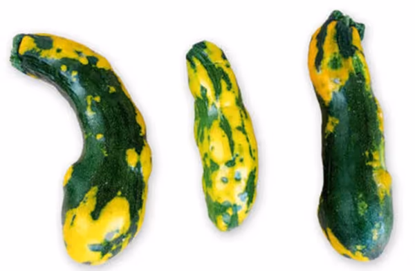 Courgettes misshapen and mottled yellow and green by a mosaic virus.