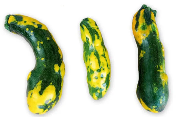 Courgettes déformées et marbrées de jaune et de vert par une mosaïque virale.